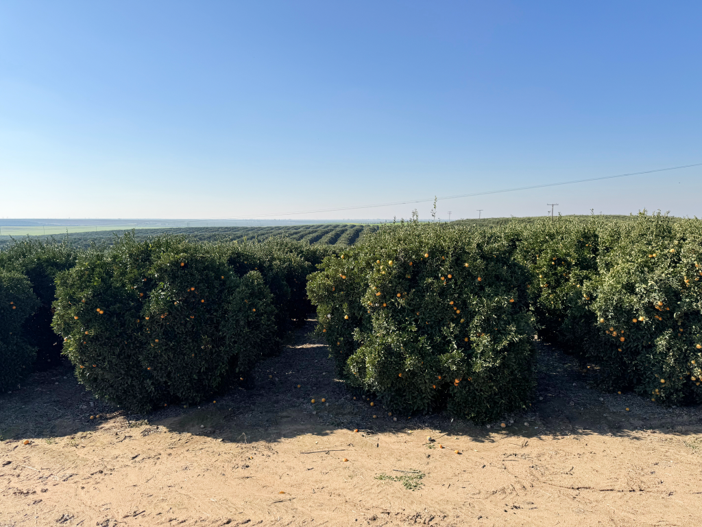 A panoramic view of Mpark's California grove