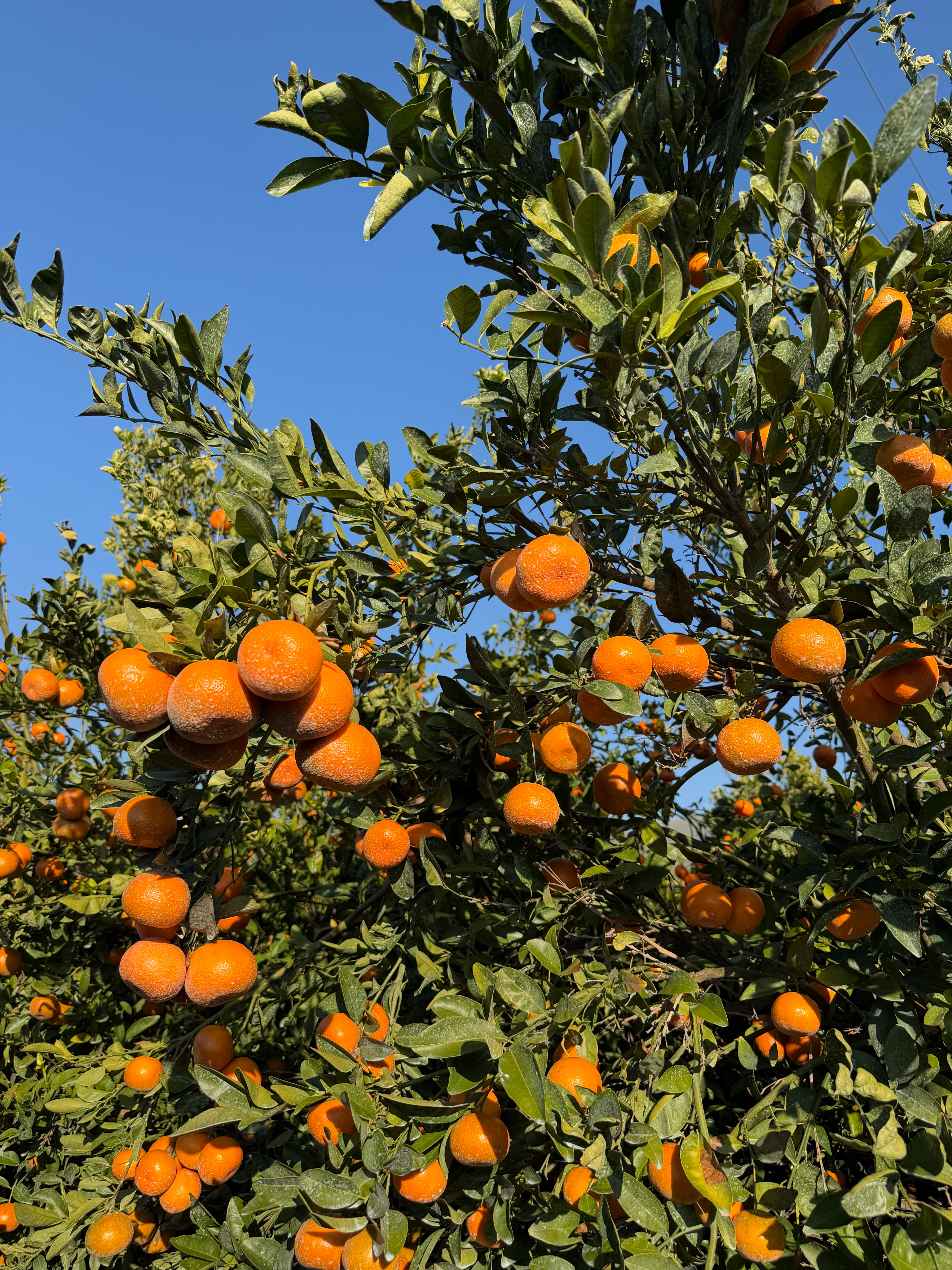Oranges growing under the California sun