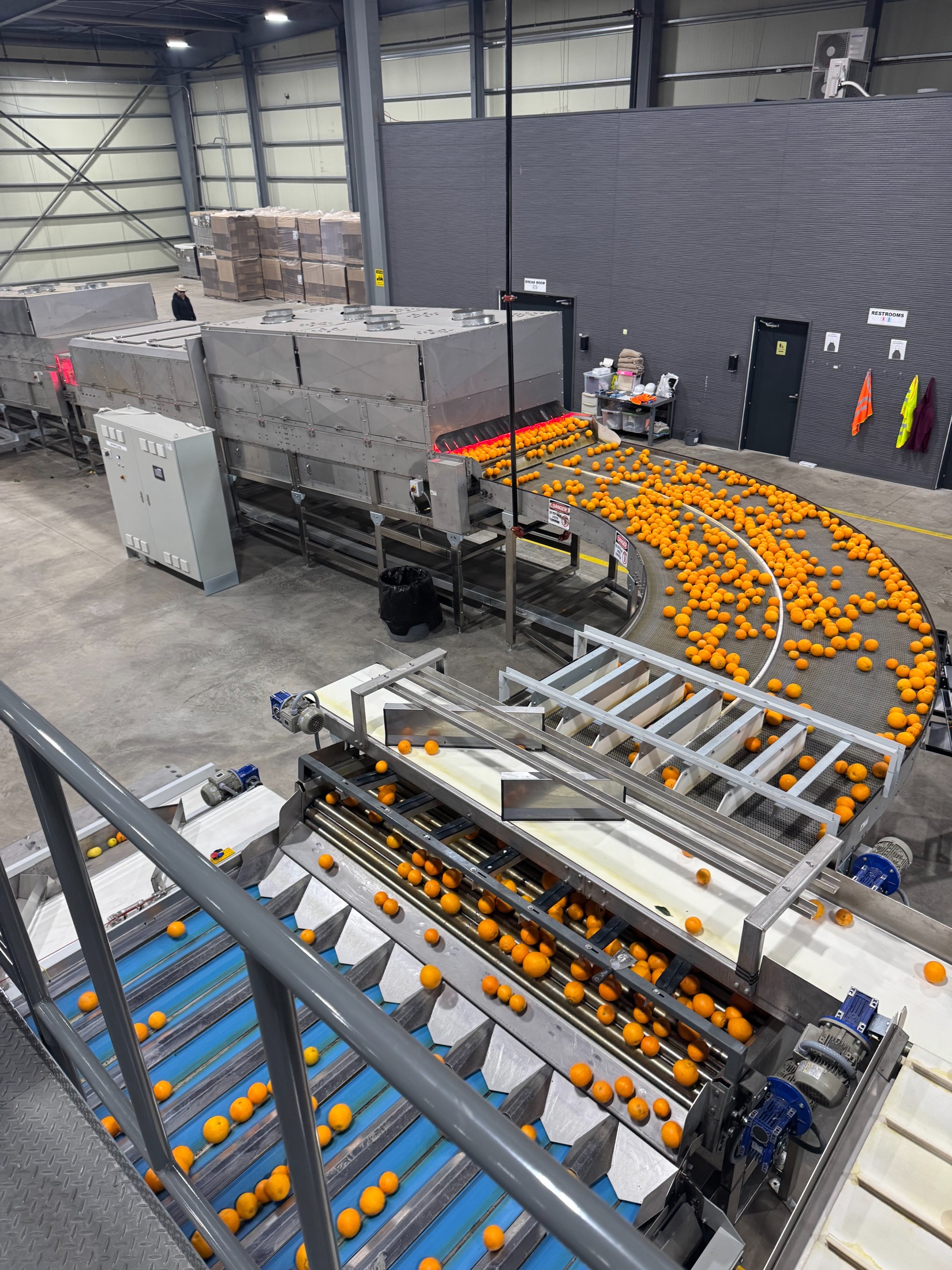 Fresh oranges moving through the sorting facility