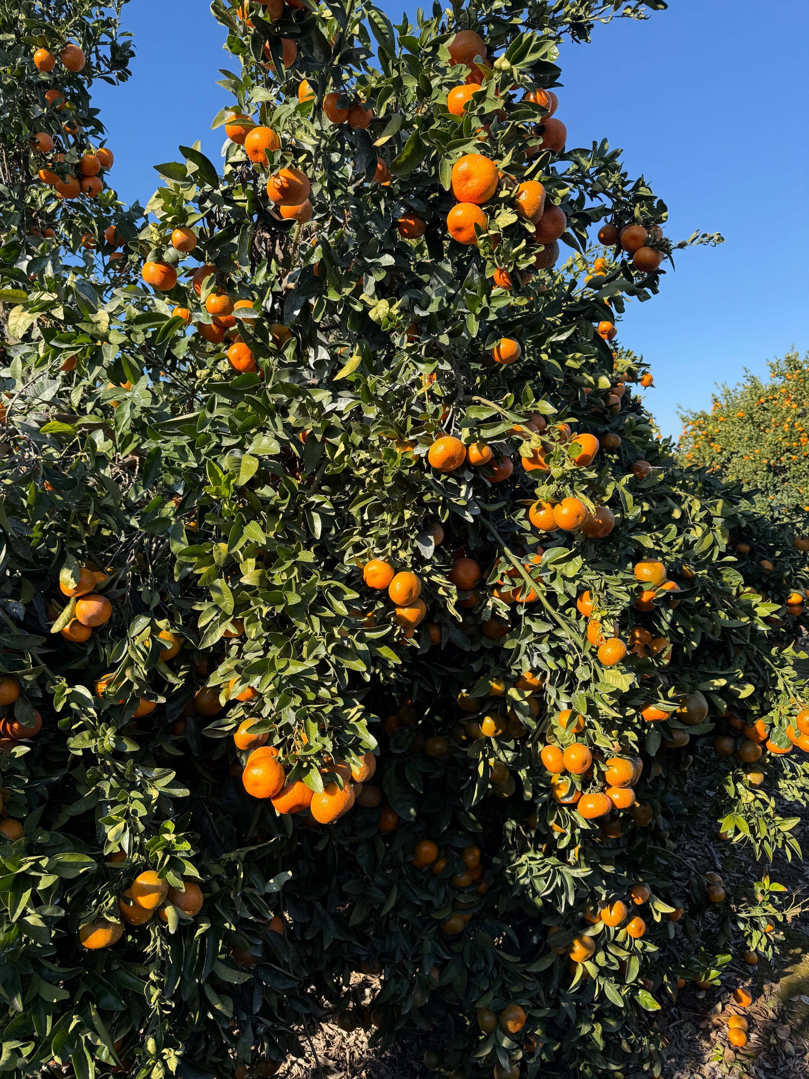 Ripe oranges on trees at the Mpark farm