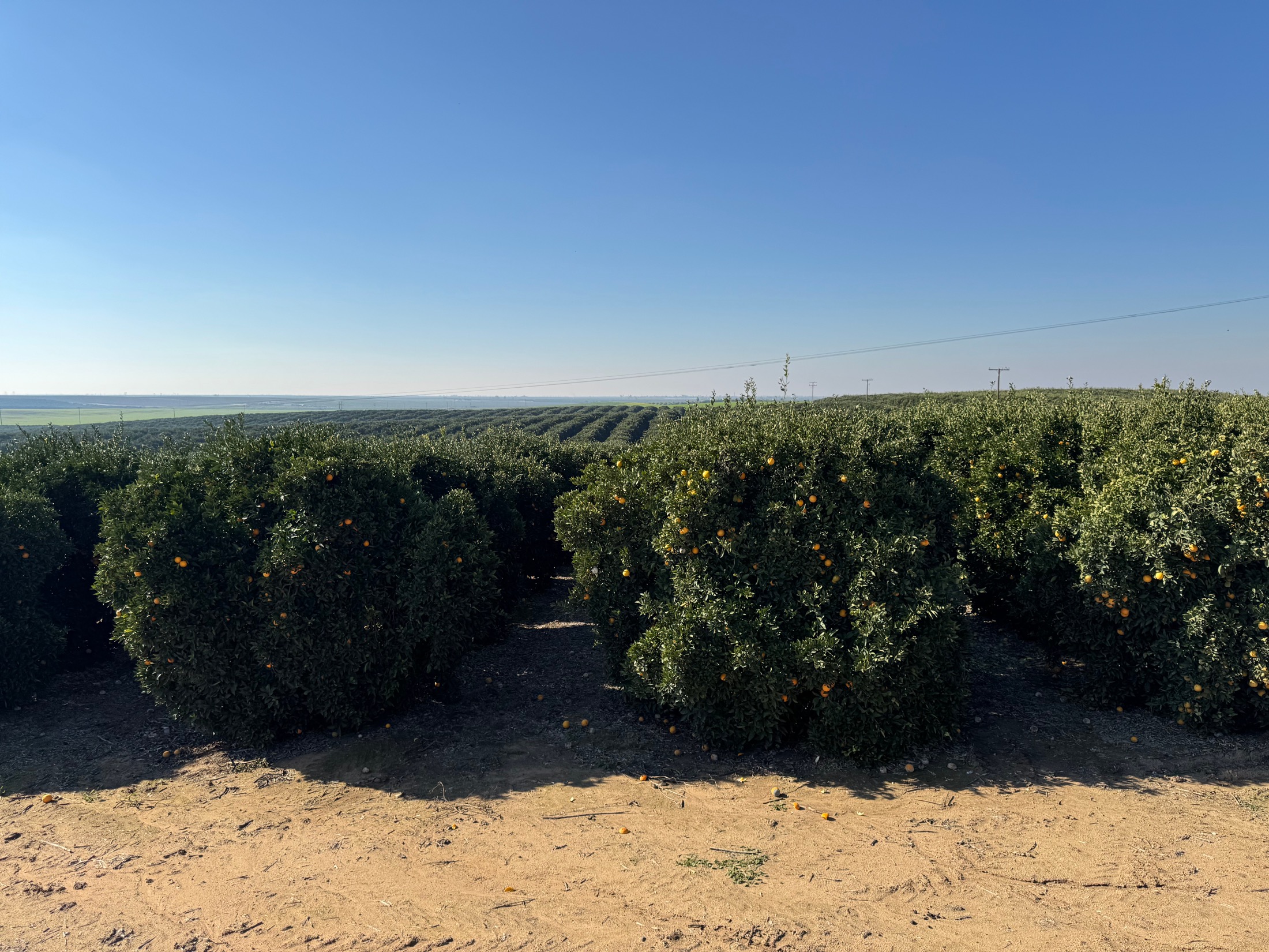 Mpark California orange farm