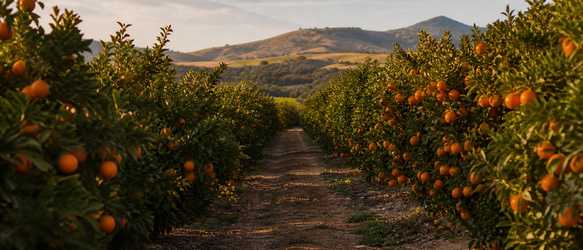 California orange orchard with ripe fruit