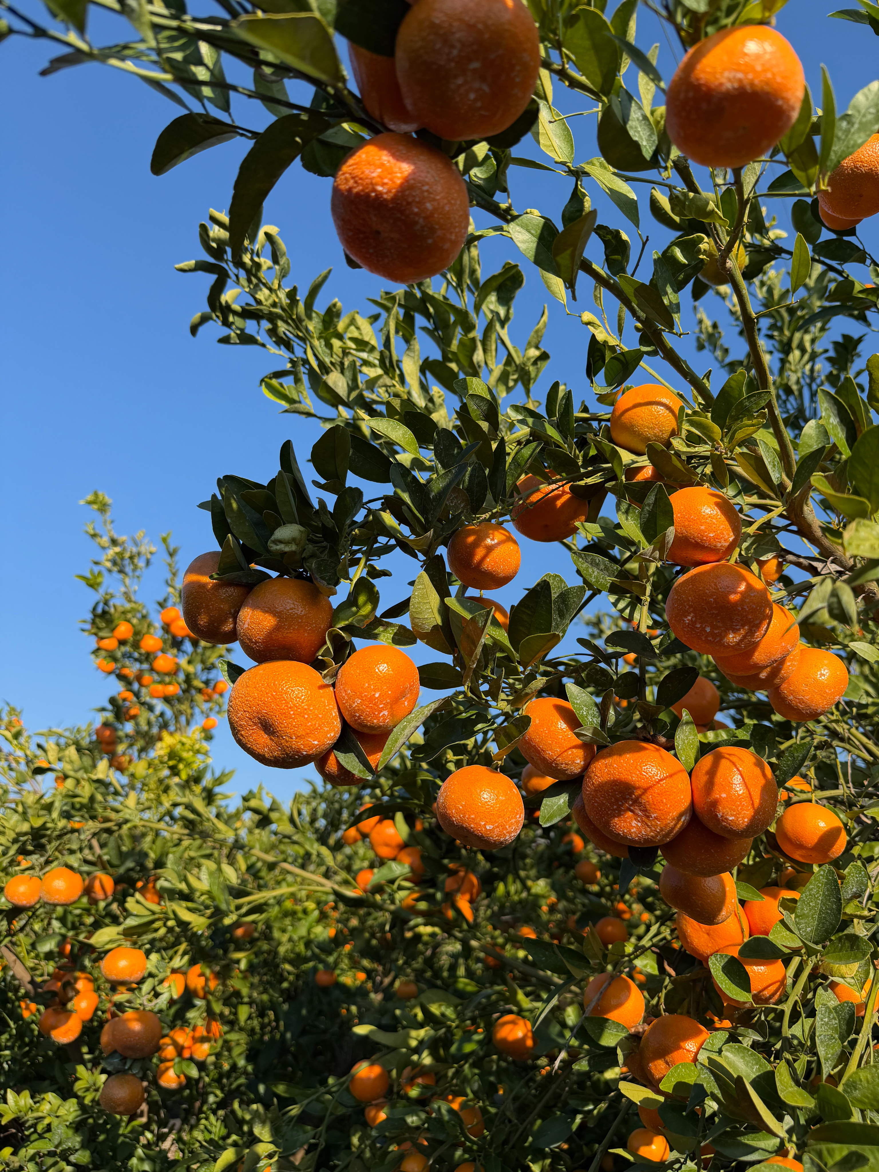 Oranges on a tree