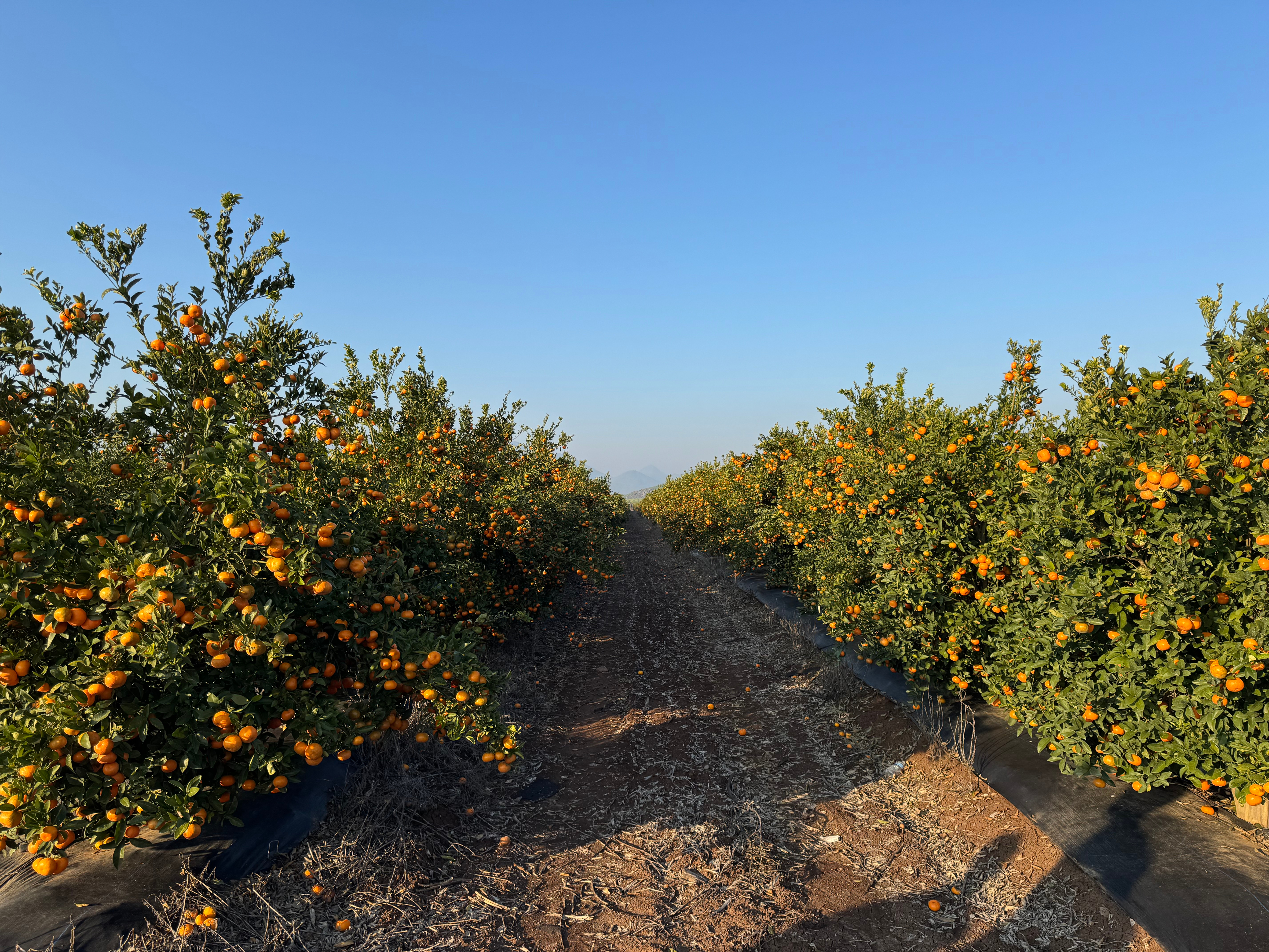 Harvested citrus