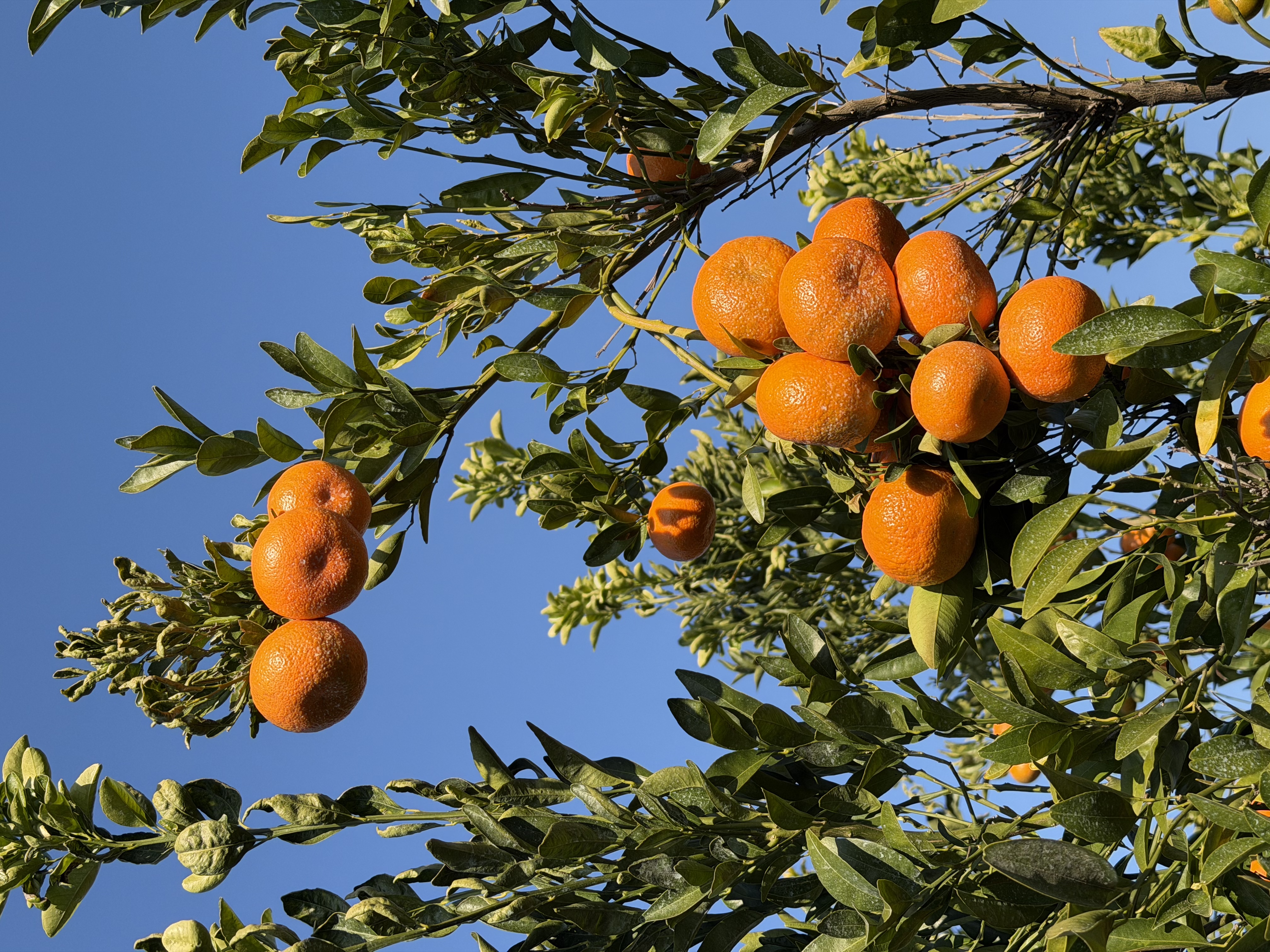 Orange grove
