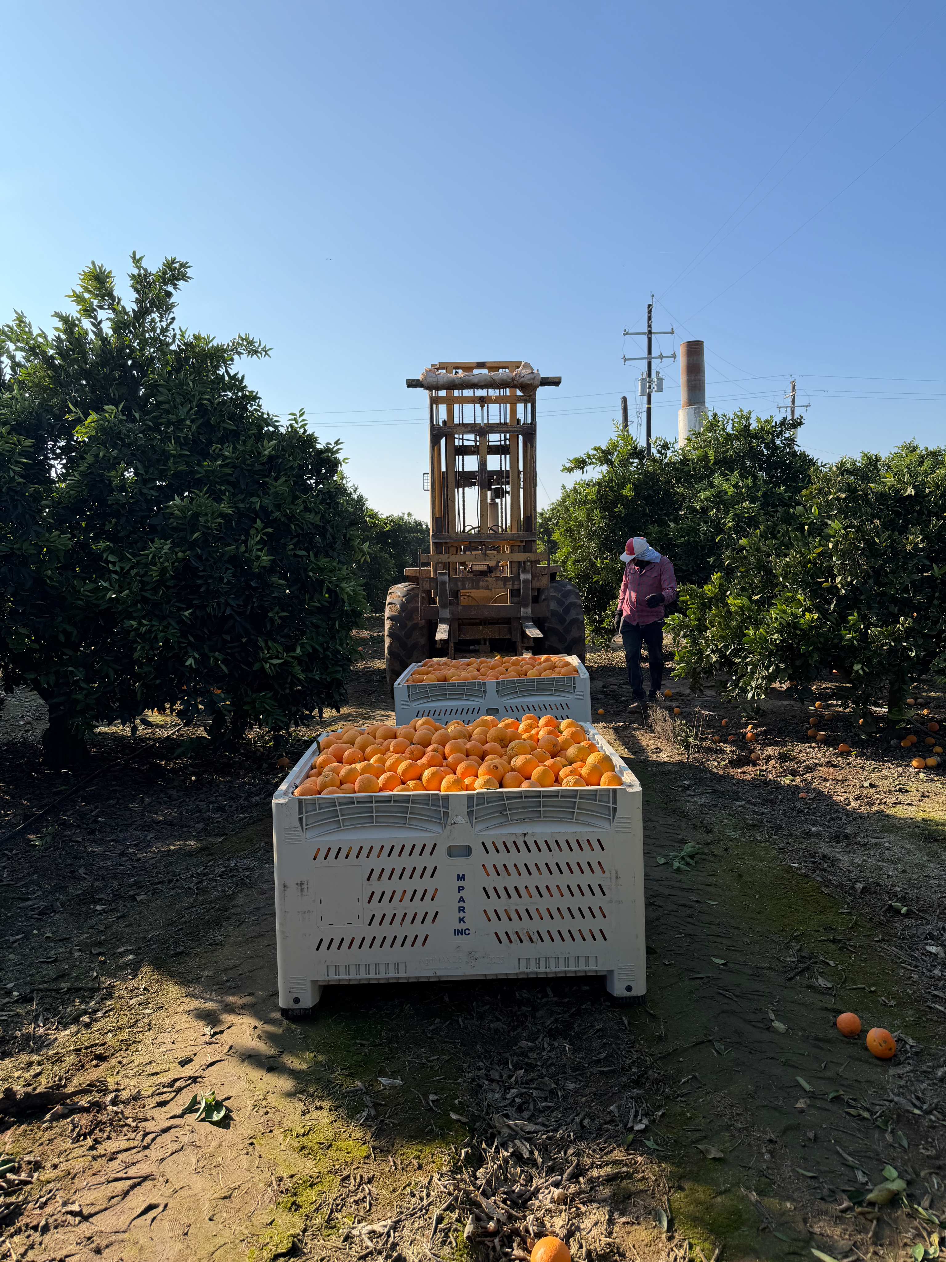 Fresh oranges being harvested