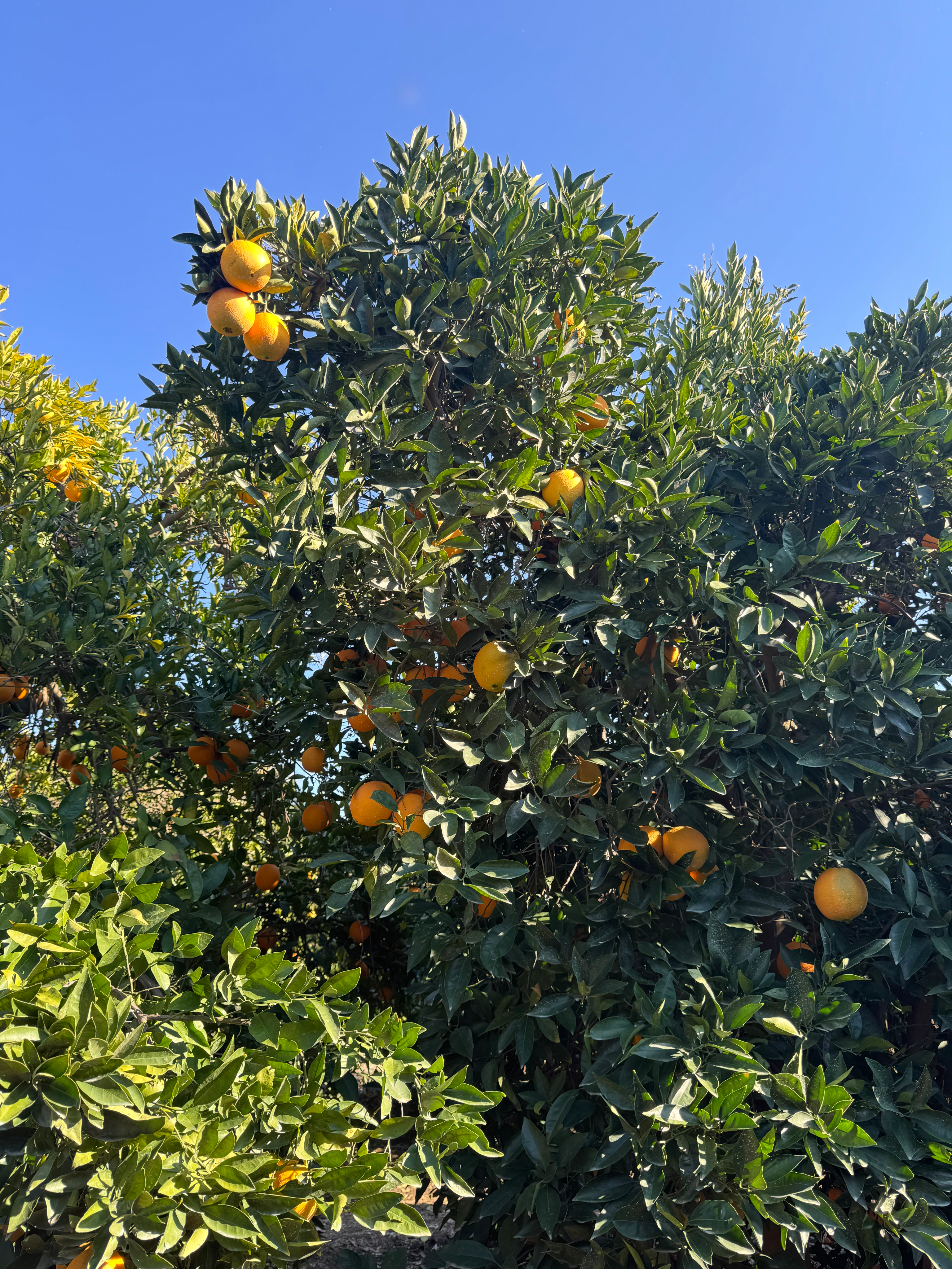 Dense California orange grove